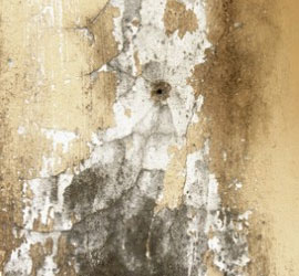 mold